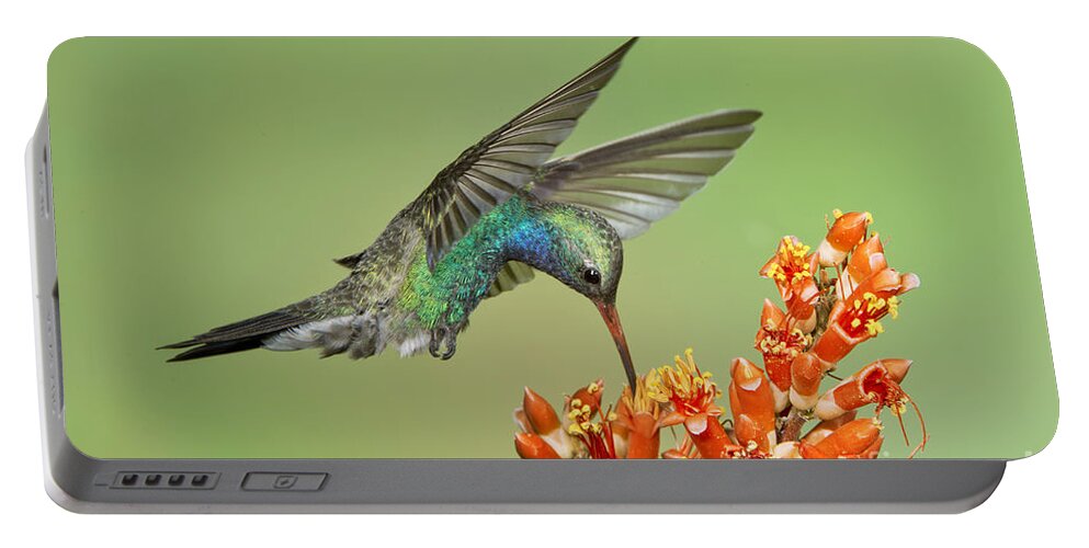 Broad-billed Hummingbird Portable Battery Charger featuring the photograph Broad-billed Hummingbird #4 by Anthony Mercieca