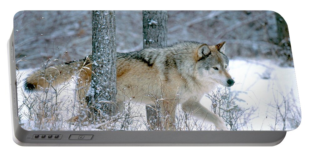 Gray Wolf Portable Battery Charger featuring the photograph Gray Wolf #8 by Art Wolfe