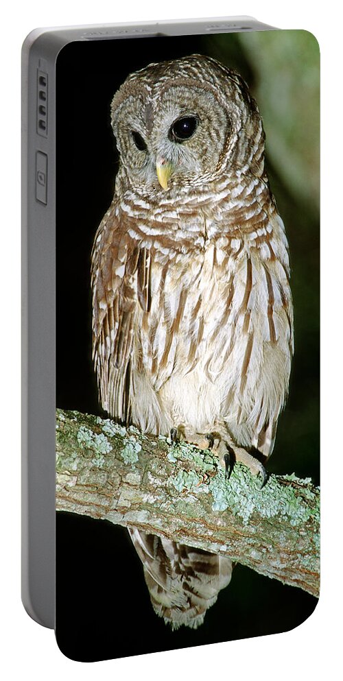 Barred Owl Portable Battery Charger featuring the photograph Barred Owl #9 by Millard H. Sharp