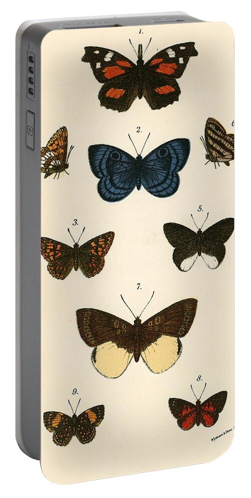 Insect Portable Battery Charger featuring the painting Butterflies by English School