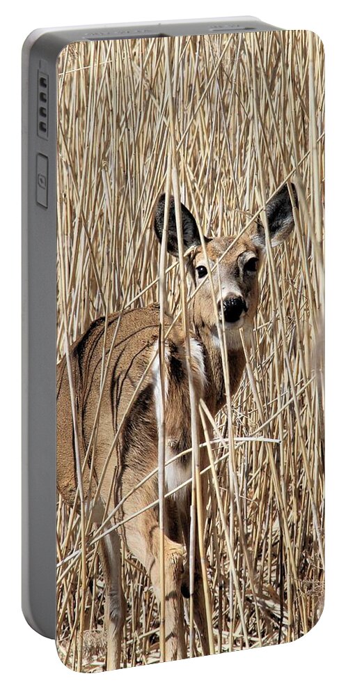White-tailed Deer Portable Battery Charger featuring the photograph A Backward Glance by Doris Potter
