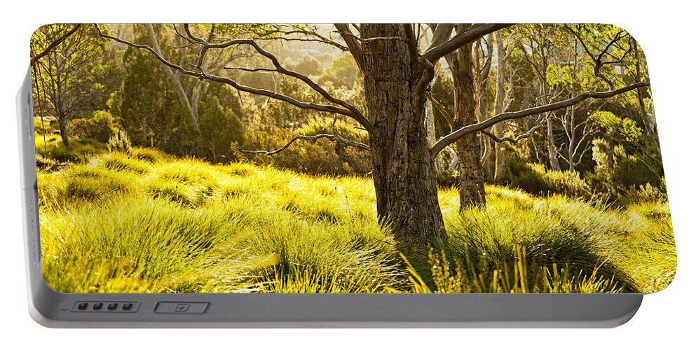 Autumn Portable Battery Charger featuring the photograph A Bare Tree by U Schade