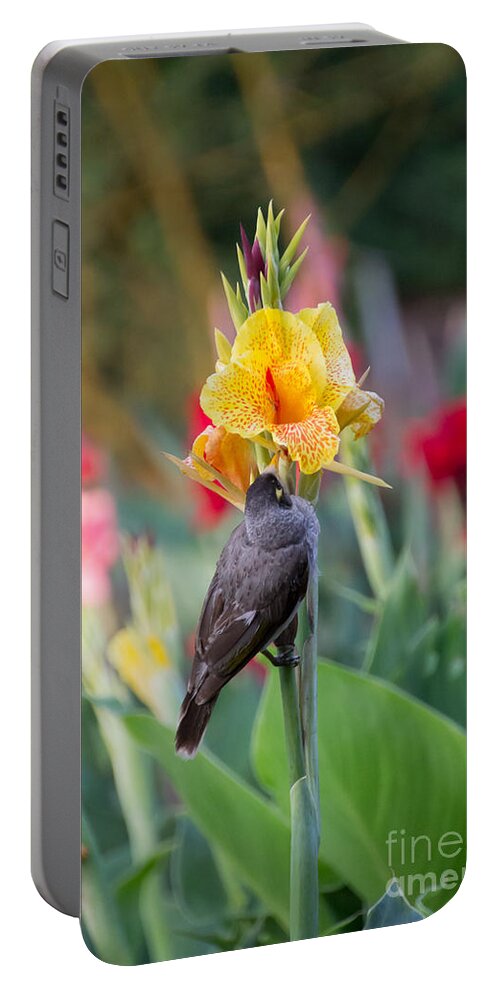 Australia Portable Battery Charger featuring the photograph A bird on iris by Agnes Caruso