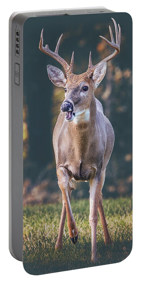 Buck Portable Battery Charger featuring the photograph A Buck From The Shadows by Bill and Linda Tiepelman