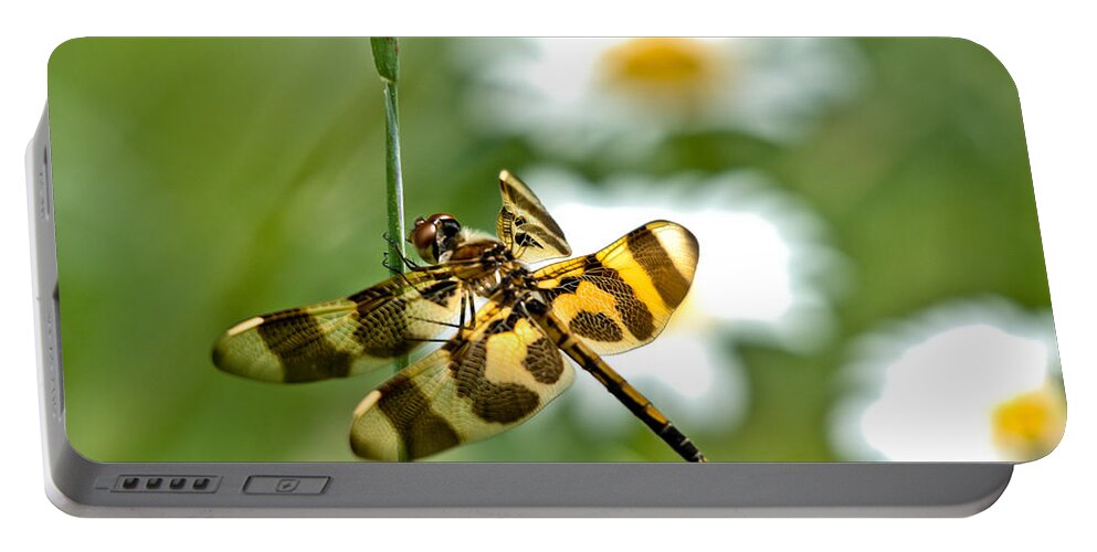 Halloween Pennant Dragonfly Portable Battery Charger featuring the photograph A Dragonfly's Life by Cheryl Baxter