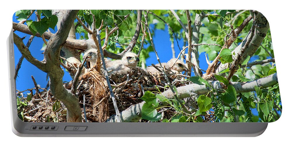 Hawk Chick Photograph Portable Battery Charger featuring the photograph A Fowl Foursome by Jim Garrison