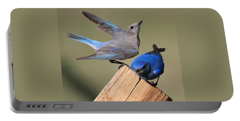 Blue Birds Portable Battery Charger featuring the photograph A Great Pair by Shane Bechler
