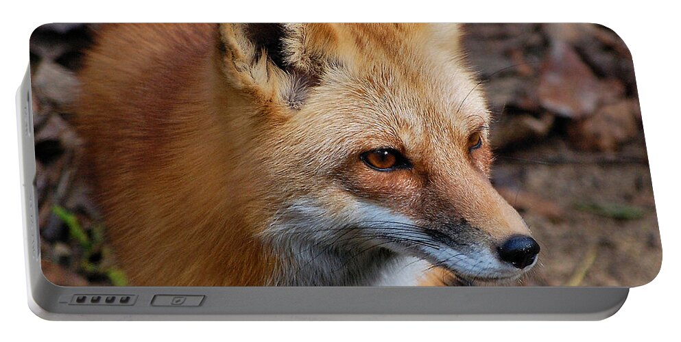 Fox Portable Battery Charger featuring the photograph A Little Red Fox by Kathy Baccari