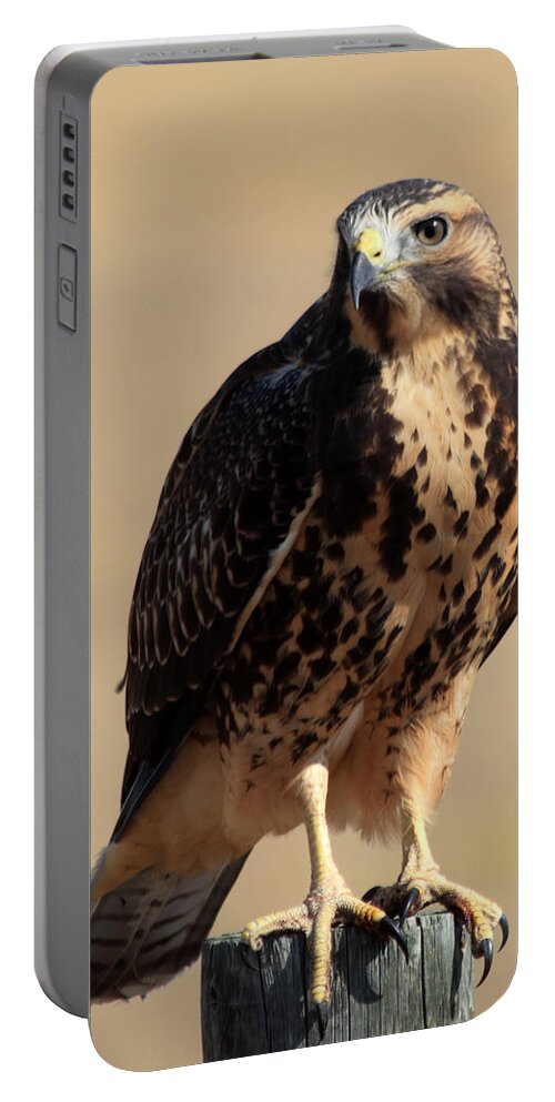 Hawk Portable Battery Charger featuring the photograph A Place To Rest by Shane Bechler