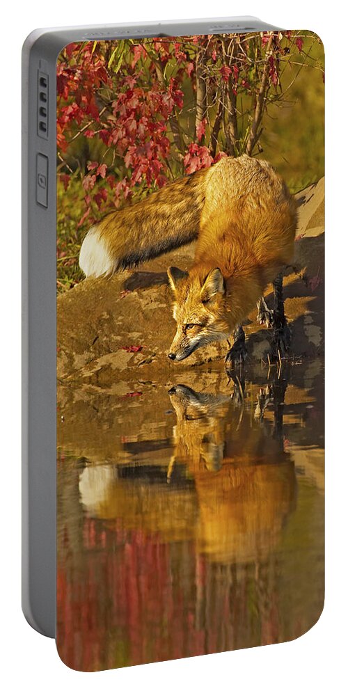 Fox Portable Battery Charger featuring the photograph A Real Fox by Jack Milchanowski