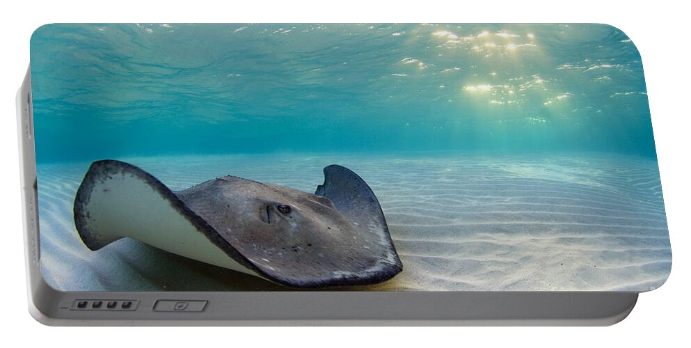 Stingray Portable Battery Charger featuring the photograph A Southern Stingray by Alex Mustard