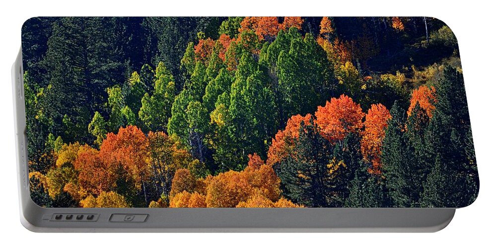 Trees Portable Battery Charger featuring the photograph A Splash of Color by Lynn Bawden