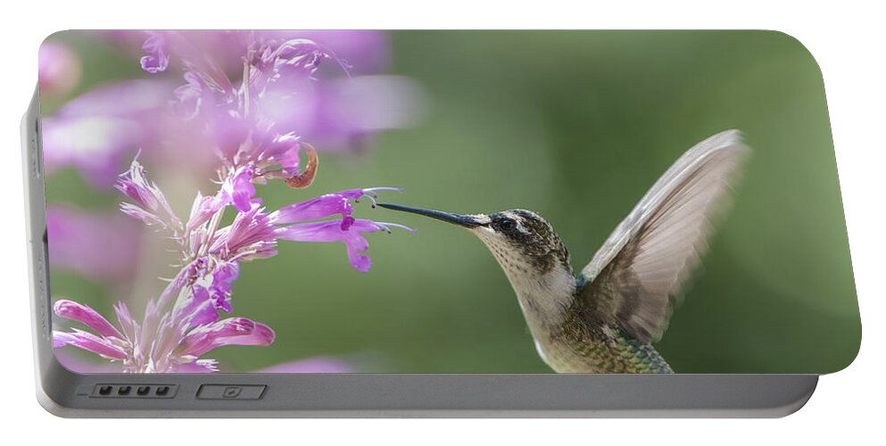 Hummingbird Portable Battery Charger featuring the photograph A Steady Pose by Jean-Pierre Ducondi