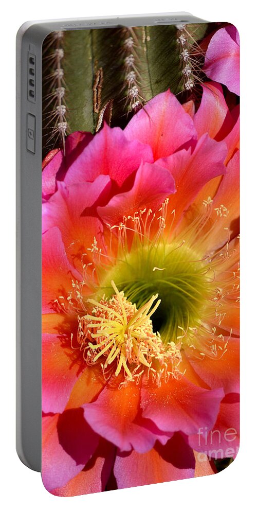 Pink Argentine Giant Cactus Portable Battery Charger featuring the photograph Absolutely Vibrant by Deb Halloran
