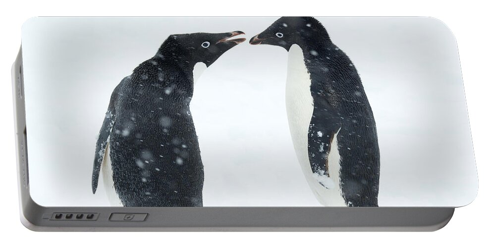 534750 Portable Battery Charger featuring the photograph Adelie Penguin Pair Antarctic Peninsula by Kevin Schafer