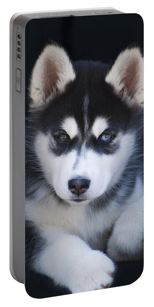 Siberian Portable Battery Charger featuring the photograph Adorable Siberian Husky Sled Dog Puppy by Kathy Clark