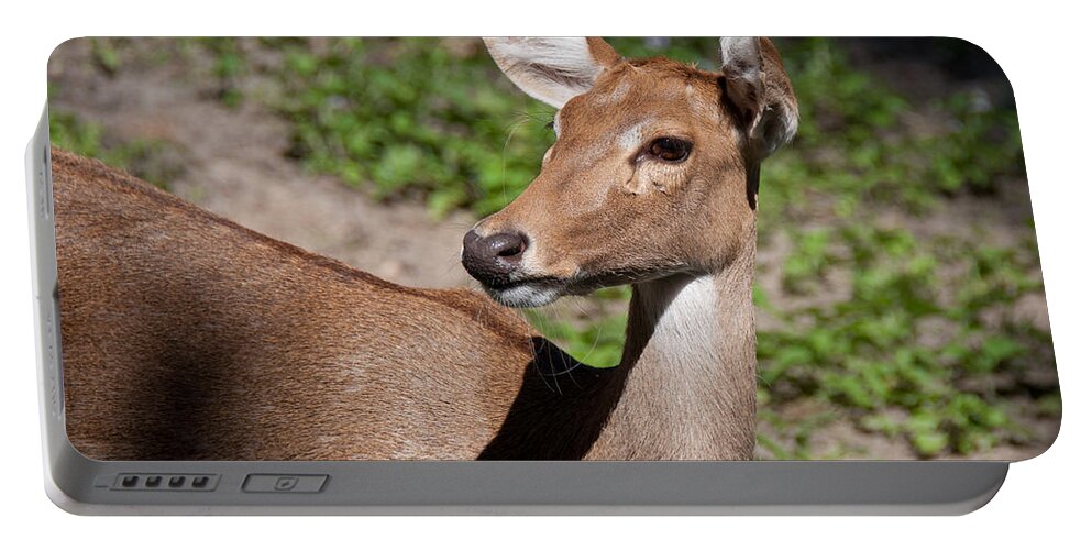 Deer Portable Battery Charger featuring the photograph African Deer by John Black