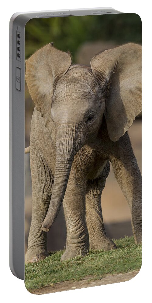Feb0514 Portable Battery Charger featuring the photograph African Elephant Calf Displaying by San Diego Zoo