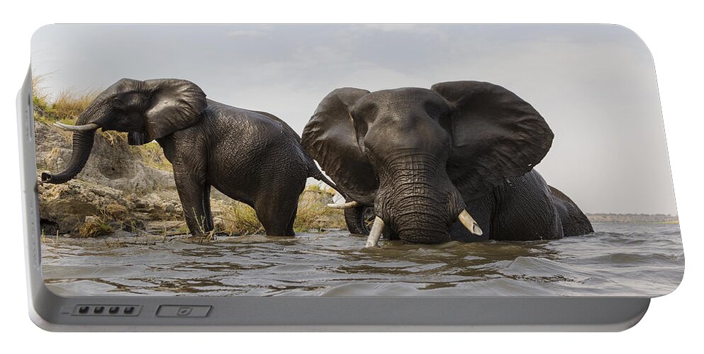 Vincent Grafhorst Portable Battery Charger featuring the photograph African Elephants In The Chobe River by Vincent Grafhorst