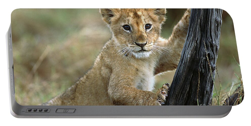 00344603 Portable Battery Charger featuring the photograph Lion Cub in Masai Mara by Yva Momatiuk John Eastcott