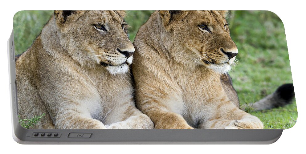 Nis Portable Battery Charger featuring the photograph African Lion Juveniles Serengeti Np by Erik Joosten