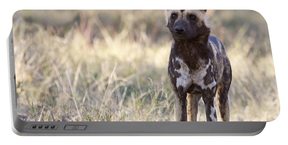 African Wild Dog Portable Battery Charger featuring the photograph African Wild Dog Lycaon pictus by Liz Leyden