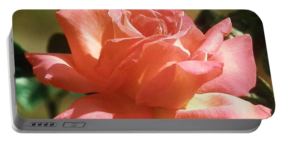 Beautiful Peach Colored Rose Glowing In The Afternoon Sun Portable Battery Charger featuring the photograph Afternoon Delight by Belinda Lee