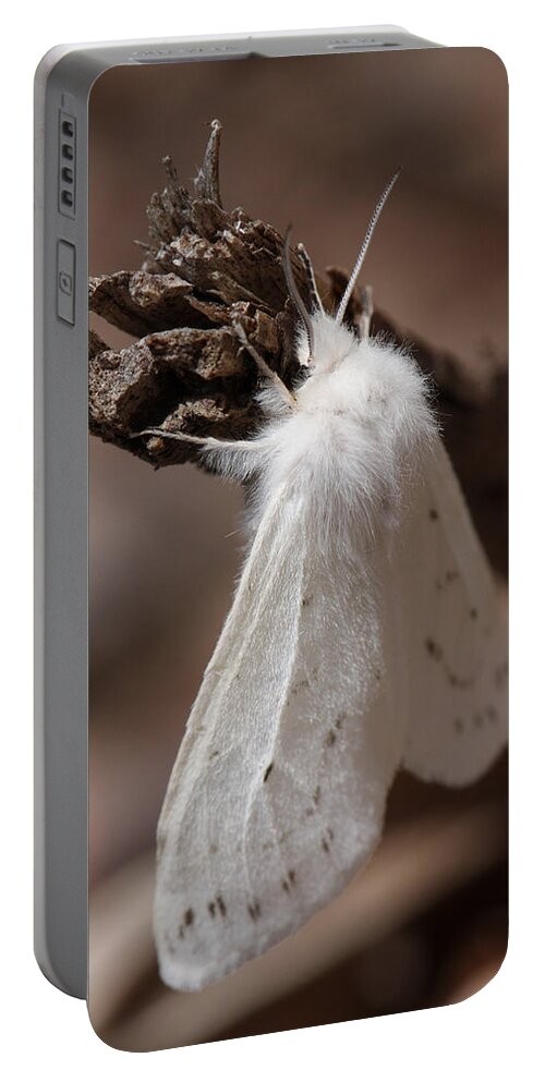 Agreeable Tiger Moth Portable Battery Charger featuring the photograph Agreeable Tiger Moth by Daniel Reed
