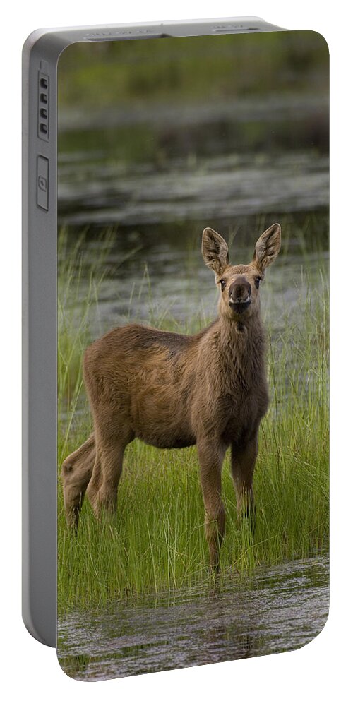 Feb0514 Portable Battery Charger featuring the photograph Alaska Moose Calf Standing In Marsh by Michael Quinton