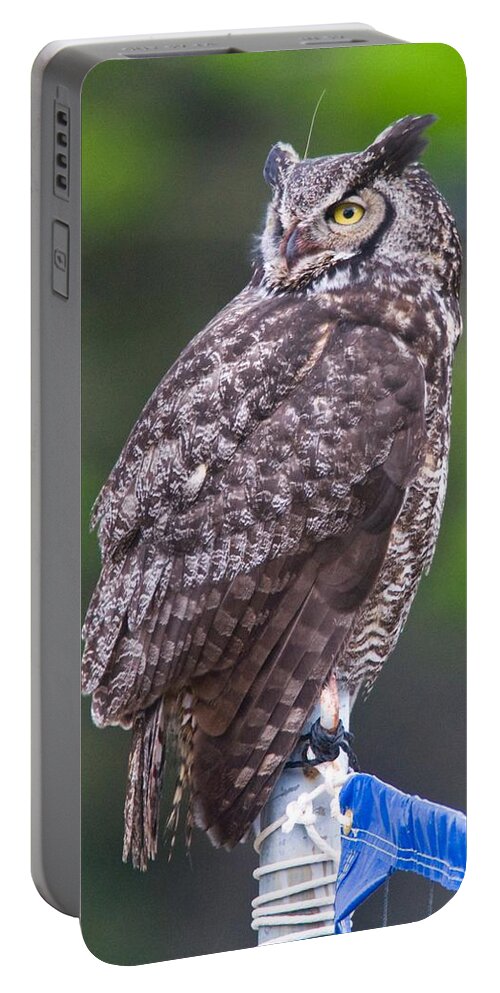 Wildlife Portable Battery Charger featuring the digital art Alaskan Owl by National Park Service