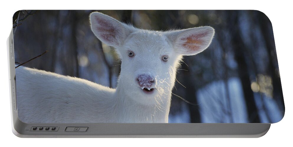 Albinic Portable Battery Charger featuring the photograph Albino White-tailed Deer by Thomas And Pat Leeson
