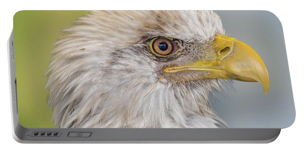 Eagle Portable Battery Charger featuring the photograph All Feathers And Additude by Bill and Linda Tiepelman