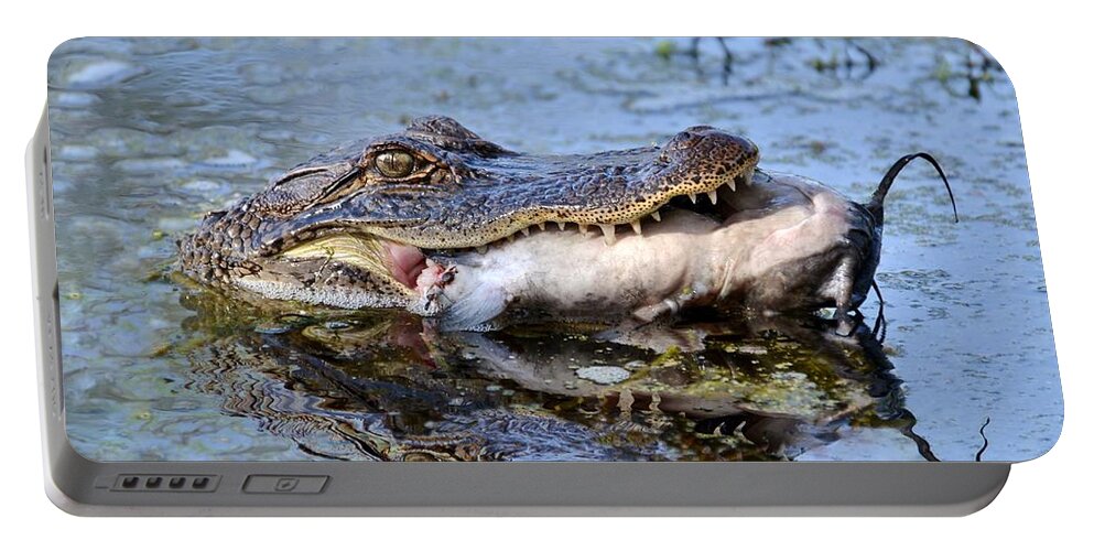 Alligator Portable Battery Charger featuring the photograph Alligator Catches Catfish by Kathy Baccari