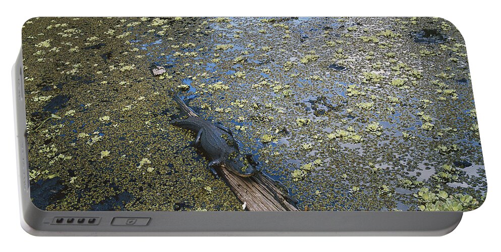 Alligator Portable Battery Charger featuring the photograph Alligator In Florida by Gerald C. Kelley
