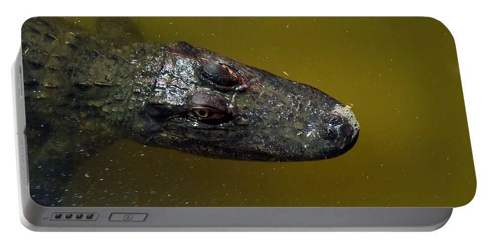 Alligator Portable Battery Charger featuring the photograph Alligator Stare by Flees Photos