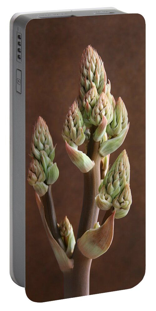Aloe Maculata Portable Battery Charger featuring the photograph Aloe Maculata by Marna Edwards Flavell