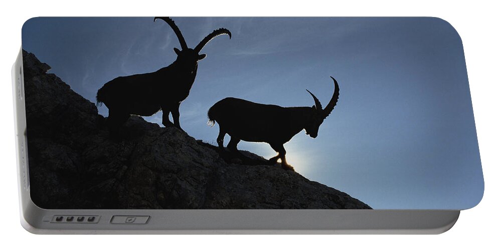 Feb0514 Portable Battery Charger featuring the photograph Alpine Ibex Pair On Cliff Aosta Valley by Konrad Wothe