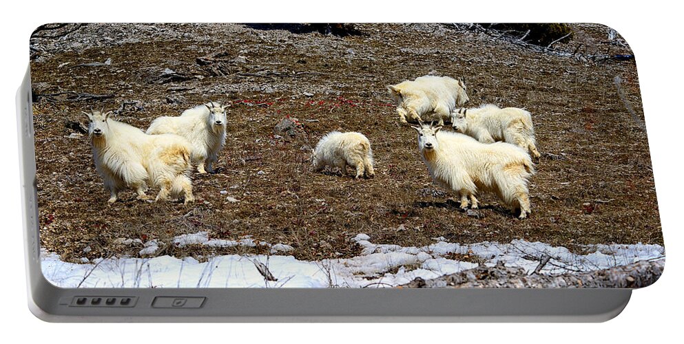 Mountain Goat Portable Battery Charger featuring the photograph Alpine Mountain Goats by Greg Norrell