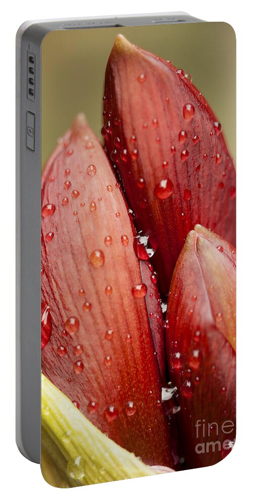 Amaryllis Portable Battery Charger featuring the photograph Amaryllis by Meg Rousher