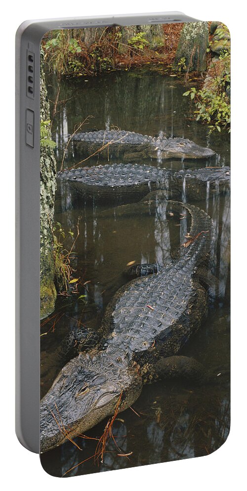 Alligator Portable Battery Charger featuring the photograph American Alligators by Thomas And Pat Leeson