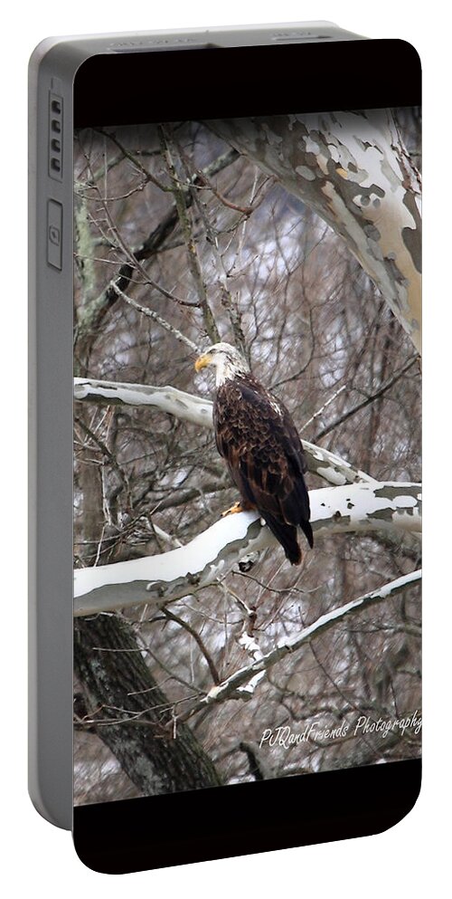American Bald Eagle Portable Battery Charger featuring the photograph American Bald Eagle Juvenile by PJQandFriends Photography
