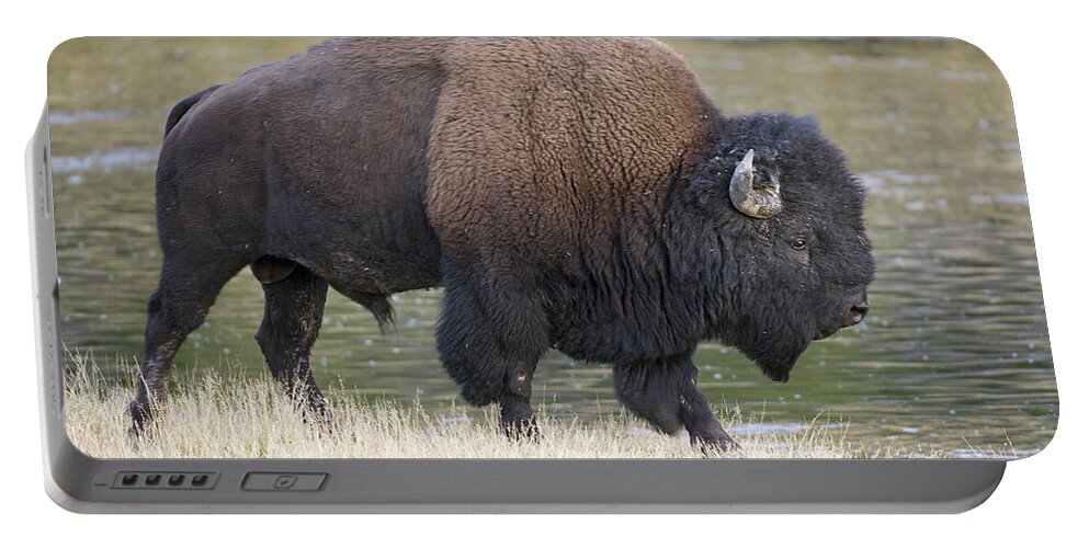American Portable Battery Charger featuring the photograph American Bison on the Madison River by Gary Langley