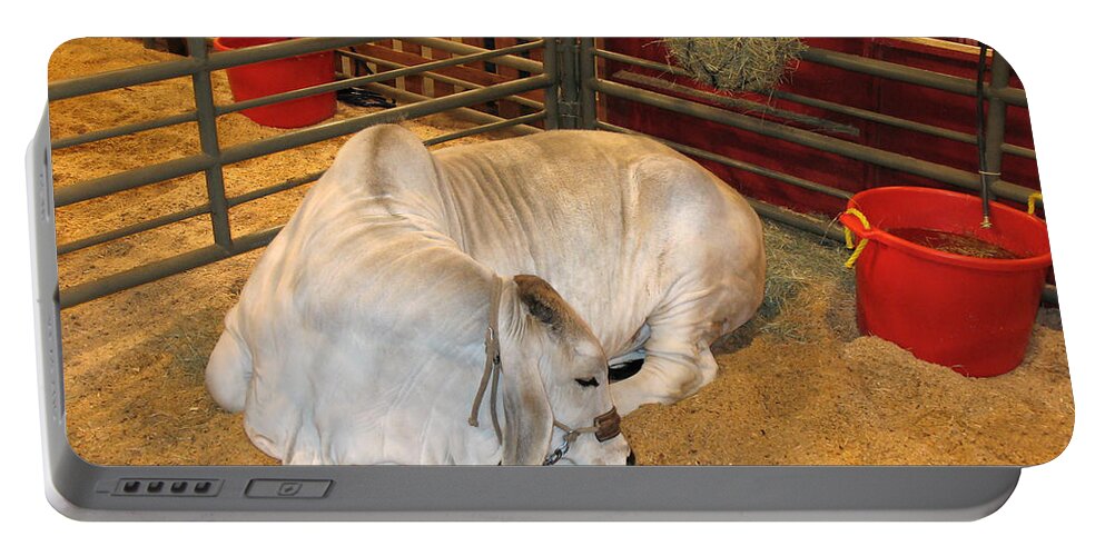 American Brahman Heifer Portable Battery Charger featuring the photograph American Brahman Heifer by Connie Fox