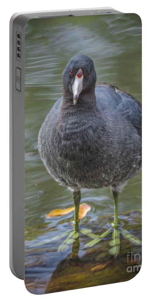 American Coot Portable Battery Charger featuring the photograph American Coot Portrait by Mitch Shindelbower