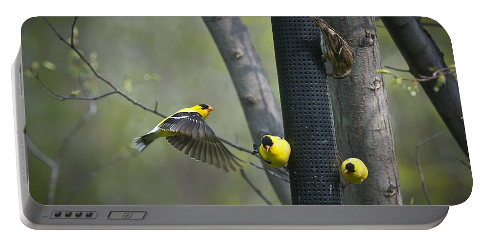 American Portable Battery Charger featuring the photograph American Goldfinch by Bill Cubitt