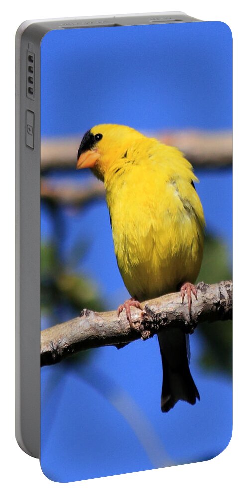 American Goldfinch Portable Battery Charger featuring the photograph American Goldfinch by Shane Bechler