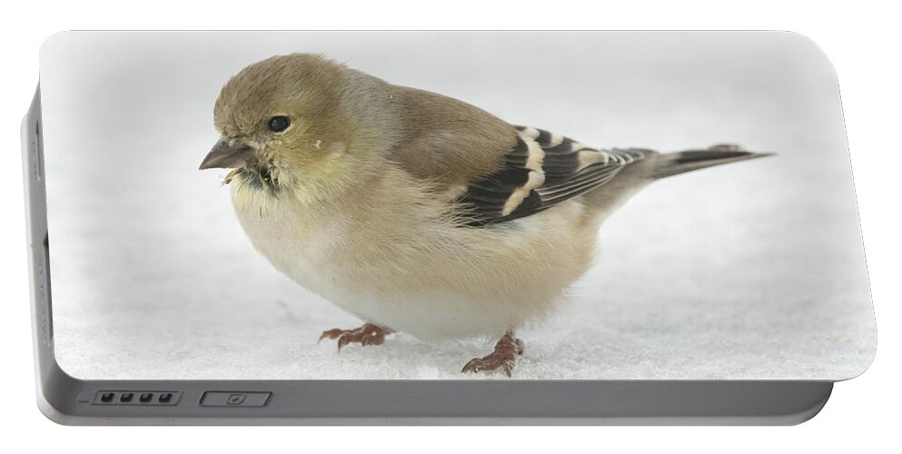 Jan Holden Portable Battery Charger featuring the photograph American Goldfinch in the Snow by Holden The Moment