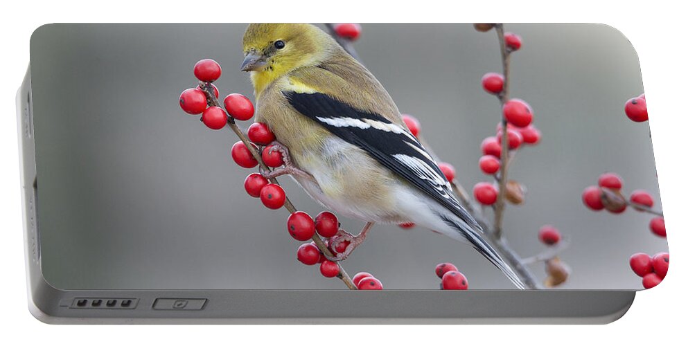 Scott Leslie Portable Battery Charger featuring the photograph American Goldfinch In Winter by Scott Leslie