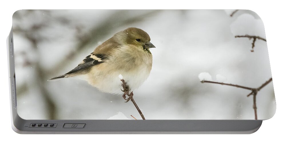 Jan Holden Portable Battery Charger featuring the photograph American Goldfinch Up Close by Holden The Moment
