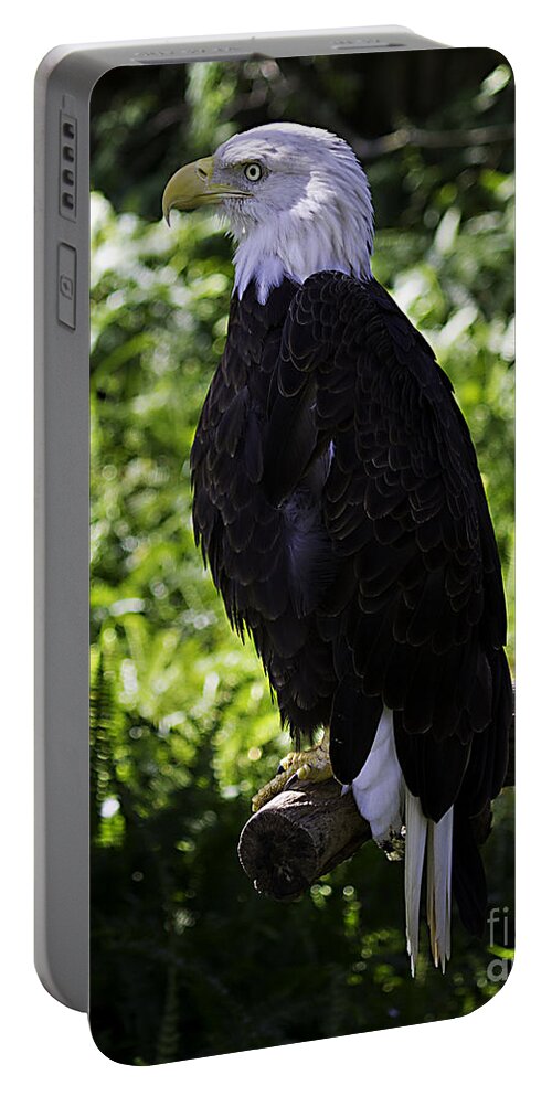 Eagle Portable Battery Charger featuring the photograph American Symbol two by Ken Frischkorn